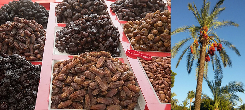 date palm size grading machine 